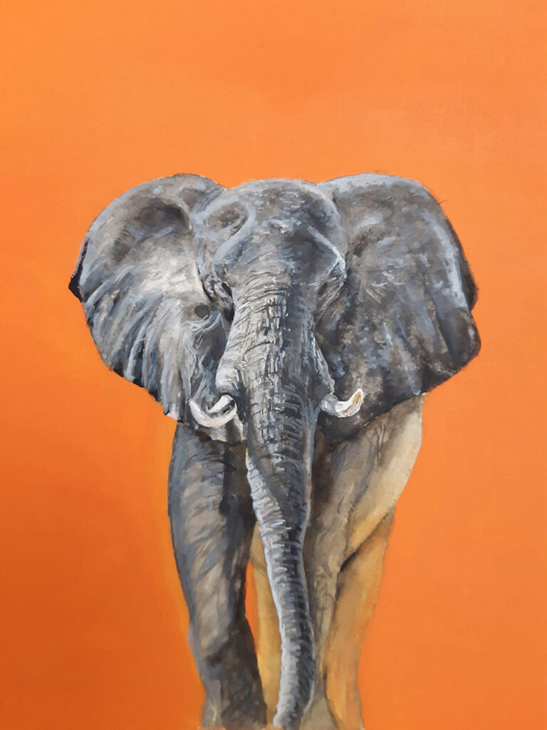 Elephant Animal Portrait