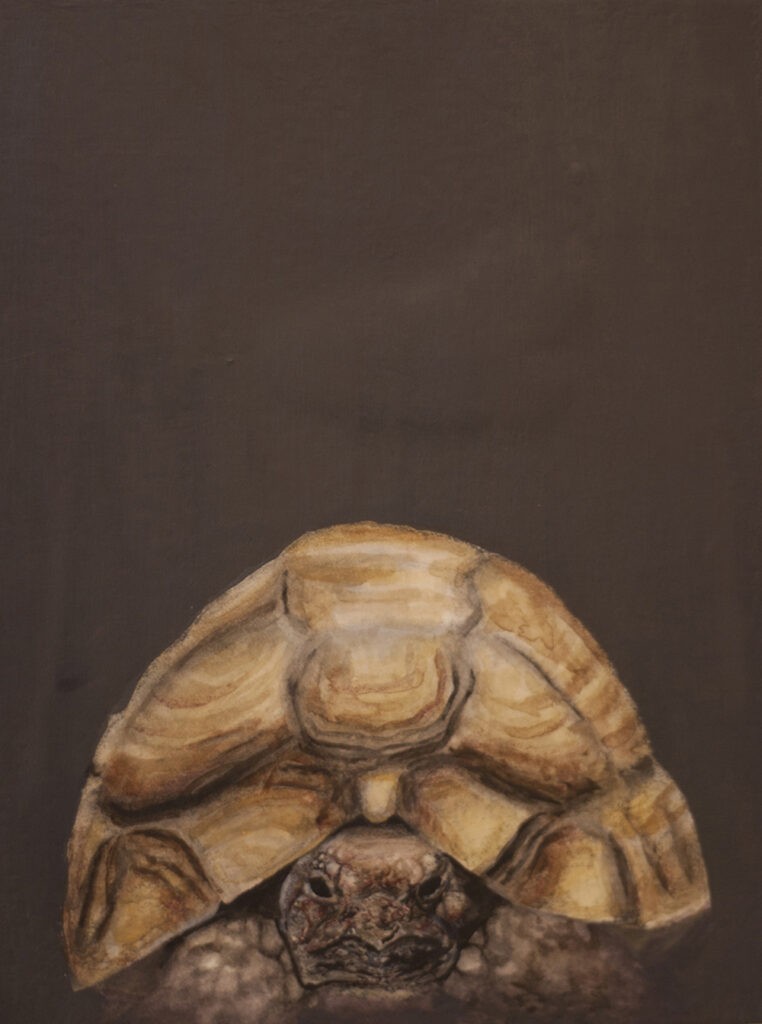 Tortoise Animal Portrait