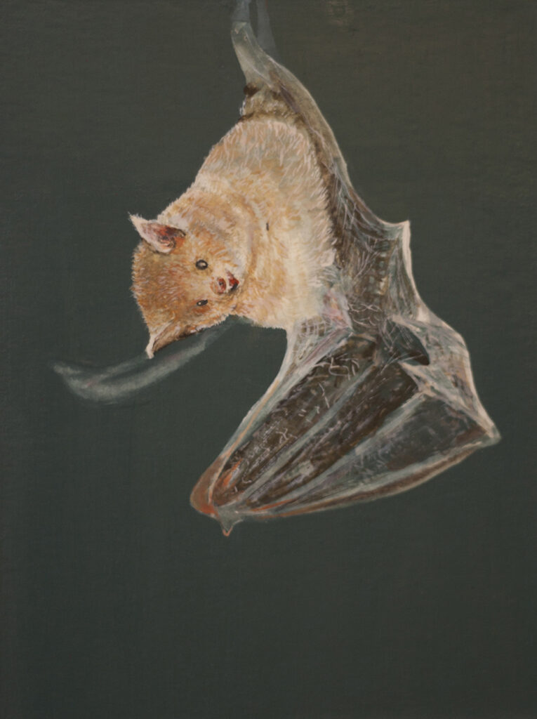 Long Nosed Bat