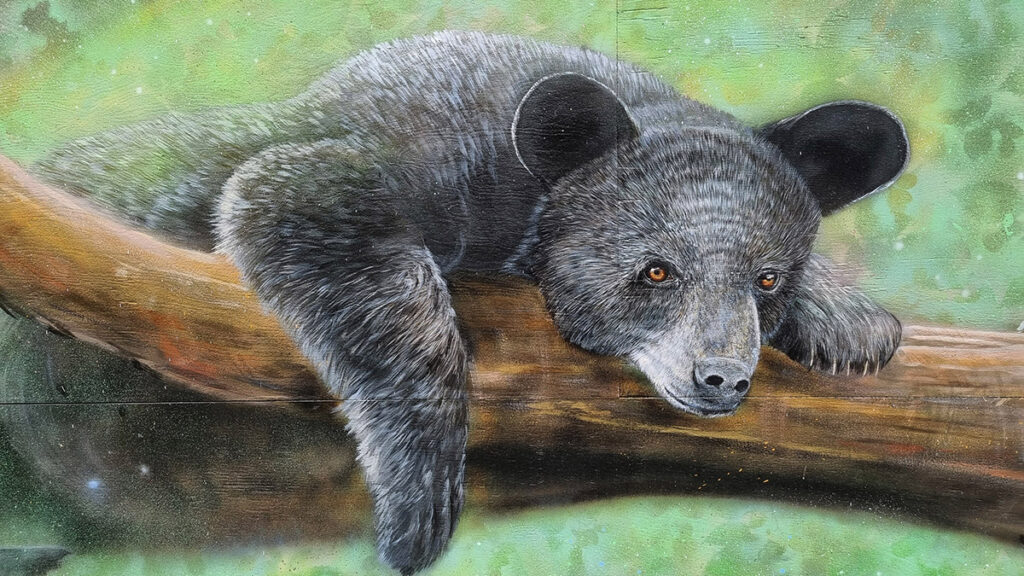 Black Bear